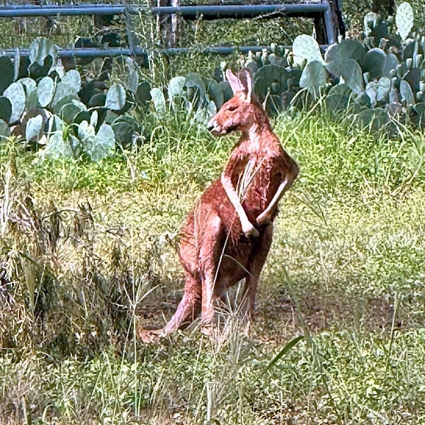 Texas suburb wrangles kangaroo and then a llama in 2 days, police say
