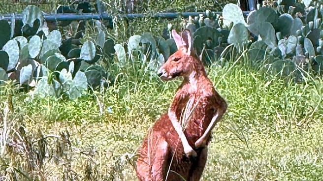 Texas suburb wrangles kangaroo and then a llama in 2 days, police say