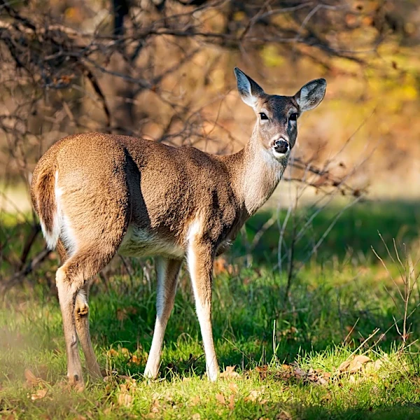 Texas man faces 74 charges for allegedly poaching deer in neighborhoods