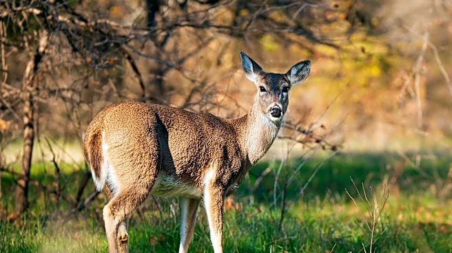 Texas man faces 74 charges for allegedly poaching deer in neighborhoods