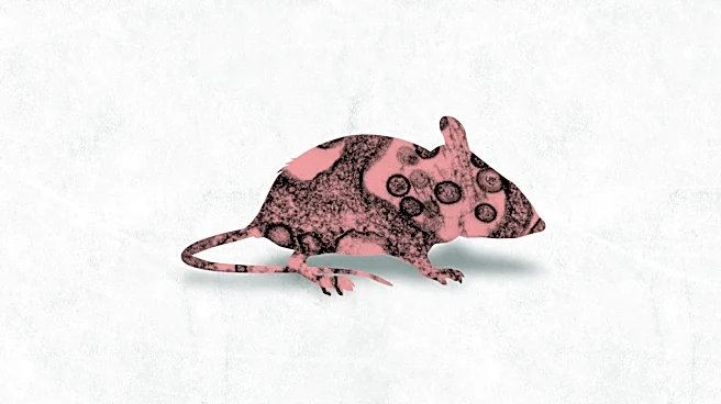 Hantavirus risk from rodents may be higher in Pacific Northwest