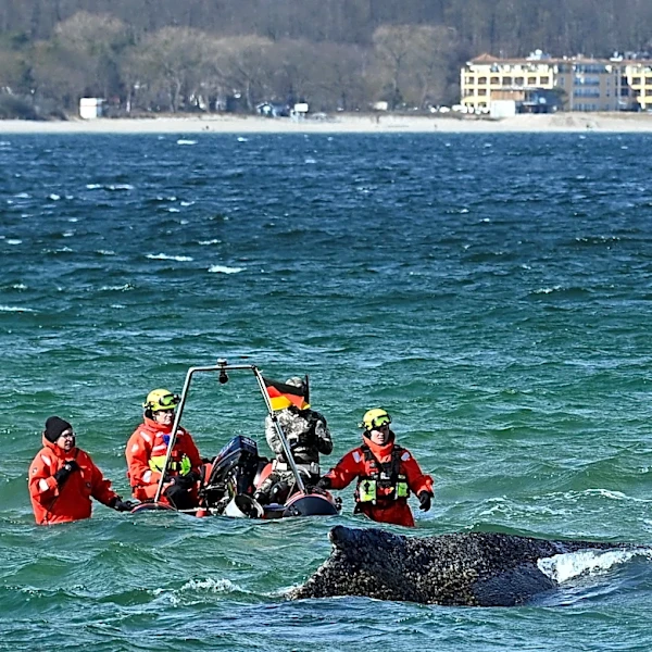 Why scientists warned against rescuing Timmy the whale