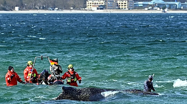 Why scientists warned against rescuing Timmy the whale