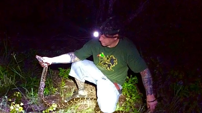 Native Florida rodent could go extinct, thanks to Burmese python