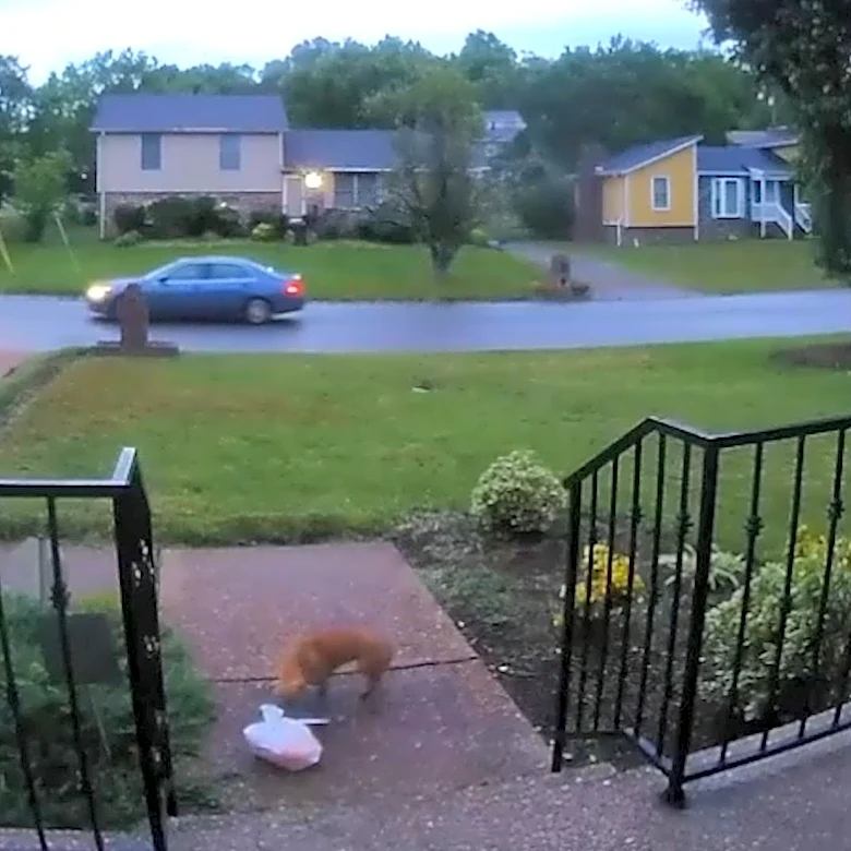 Watch dog brazenly steal Uber Eats order from home's front porch