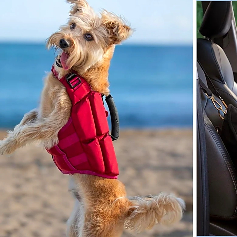 Pamper your pup with 15% off Noah & Paw collection at Amazon