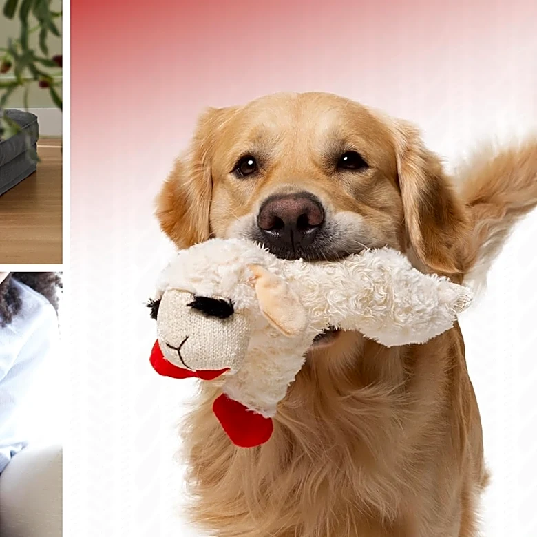 Customer-loved Amazon pet products under $50 for Memorial Day