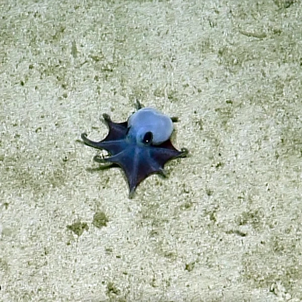 See the adorably tiny octopus discovered off the Galápagos Islands