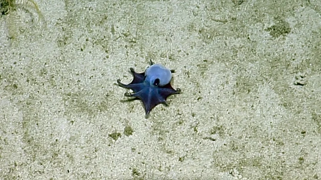 See the adorably tiny octopus discovered off the Galápagos Islands