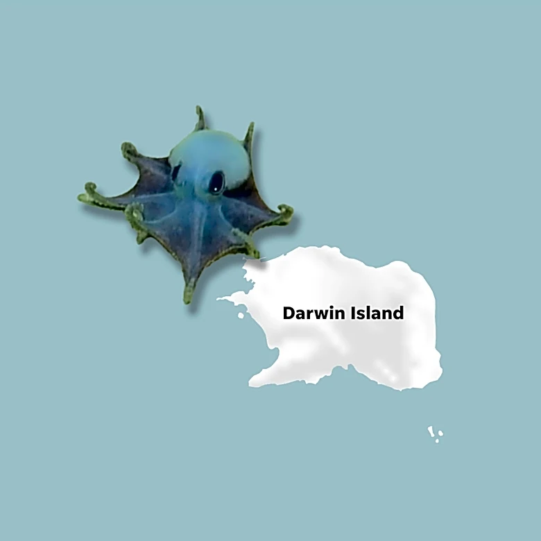 Meet the tiny blue octopus about the size of a golf ball