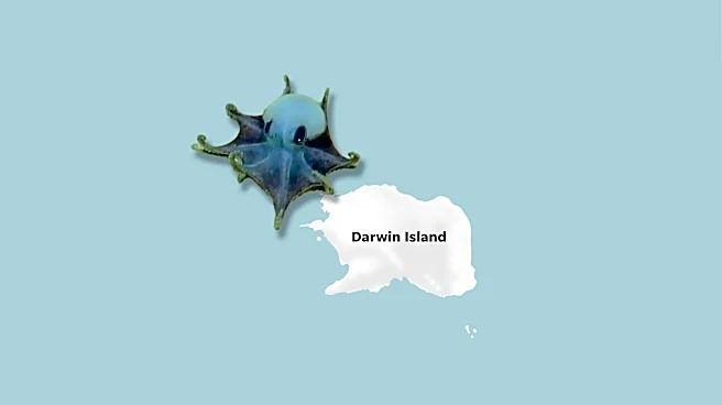 Meet the tiny blue octopus about the size of a golf ball