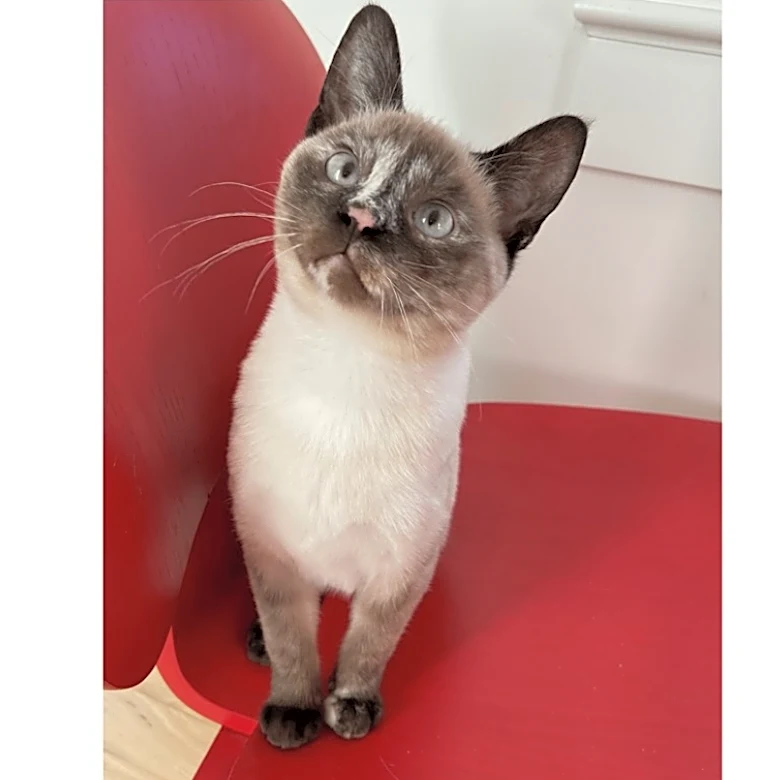 Man awarded $800K after cat dies from bird flu found in pet food
