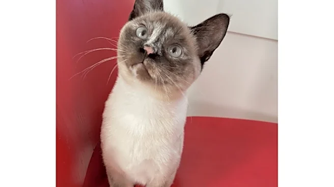 Man awarded $800K after cat dies from bird flu found in pet food