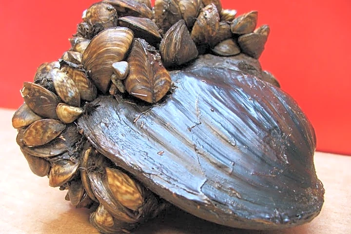 Invasive species will try to spread at 'terrifying speed' this summer