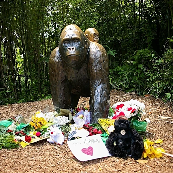 White House honors Harambe as 'true patriot,' reigniting online debate