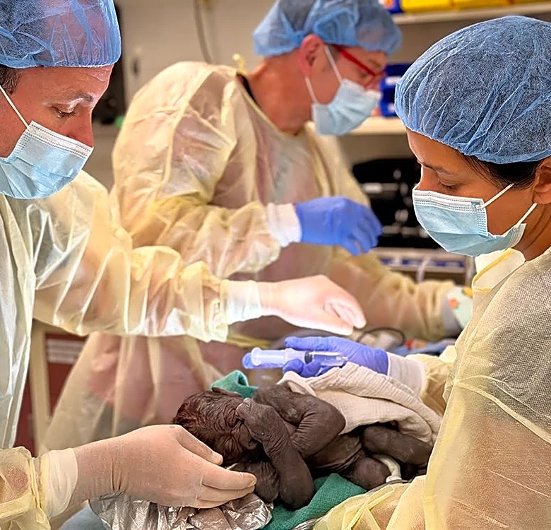 Baby gorilla delivered via rare emergency C-section. See photos