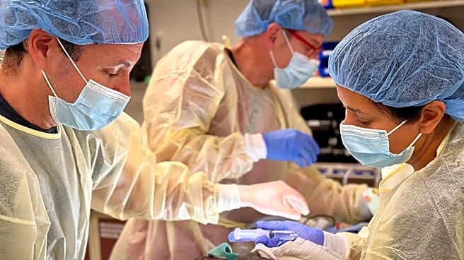 Baby gorilla delivered via rare emergency C-section. See photos