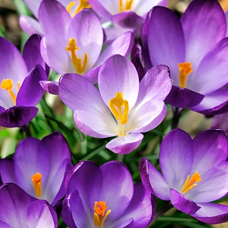 Planting a garden? Skip these plants toxic to dogs