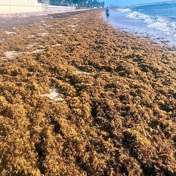 Sargassum keeps Miami beaches off Dr. Beach's 2026 Top 10 list