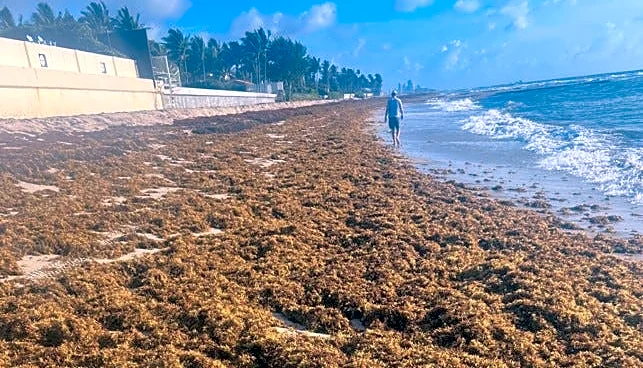 Sargassum keeps Miami beaches off Dr. Beach's 2026 Top 10 list