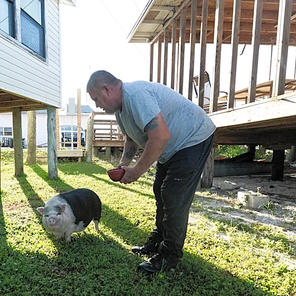 Potbellied pig earns her treats as Florida shrimper mascot