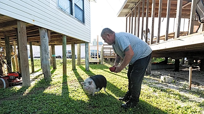 Potbellied pig earns her treats as Florida shrimper mascot