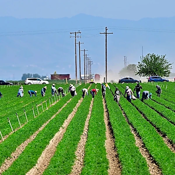 Millions of Californians may have been exposed to PFAS, study finds