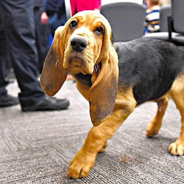 Meet the bloodhound police puppy with big ears and big aspirations