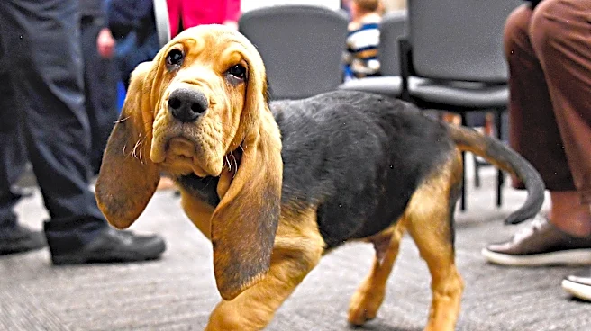 Meet the bloodhound police puppy with big ears and big aspirations