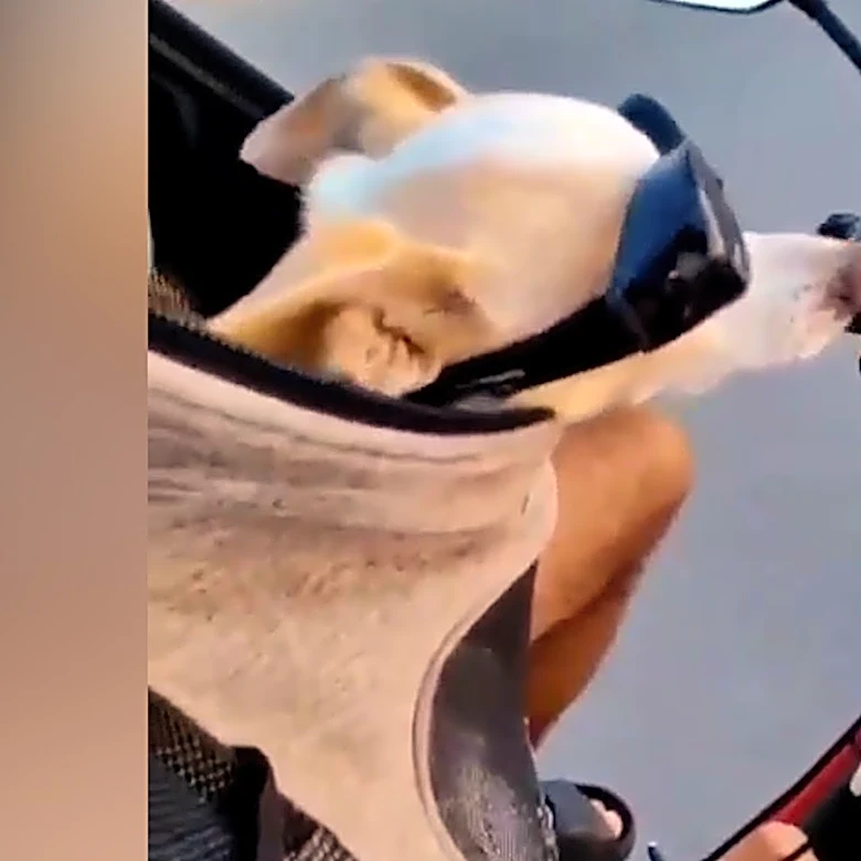 Watch elderly chihuahua travel the world in bags, live his best life