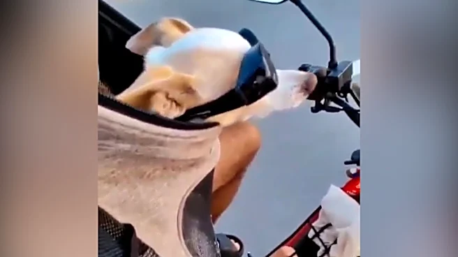 Watch elderly chihuahua travel the world in bags, live his best life
