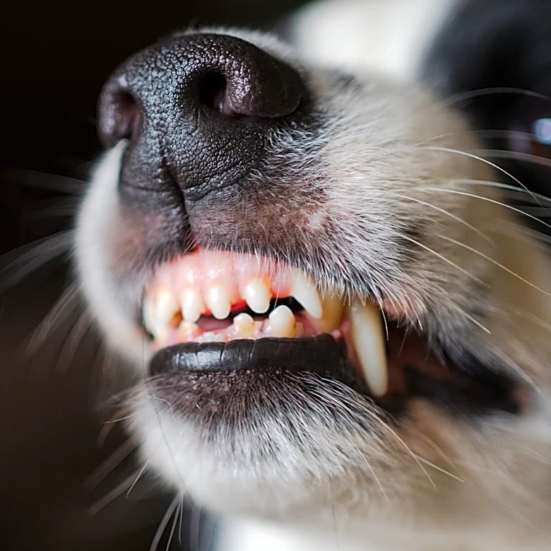 Which states had the most dog attacks on USPS mail carriers? See list