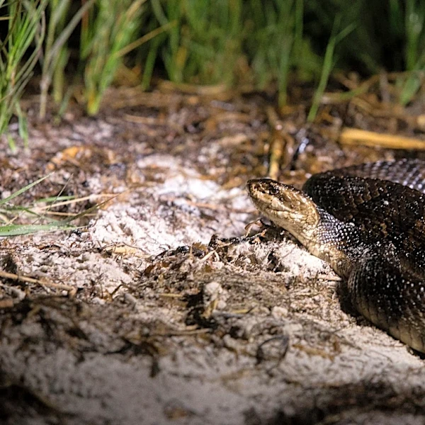 These 4 of the state's 6 venomous snakes can be found in South Florida