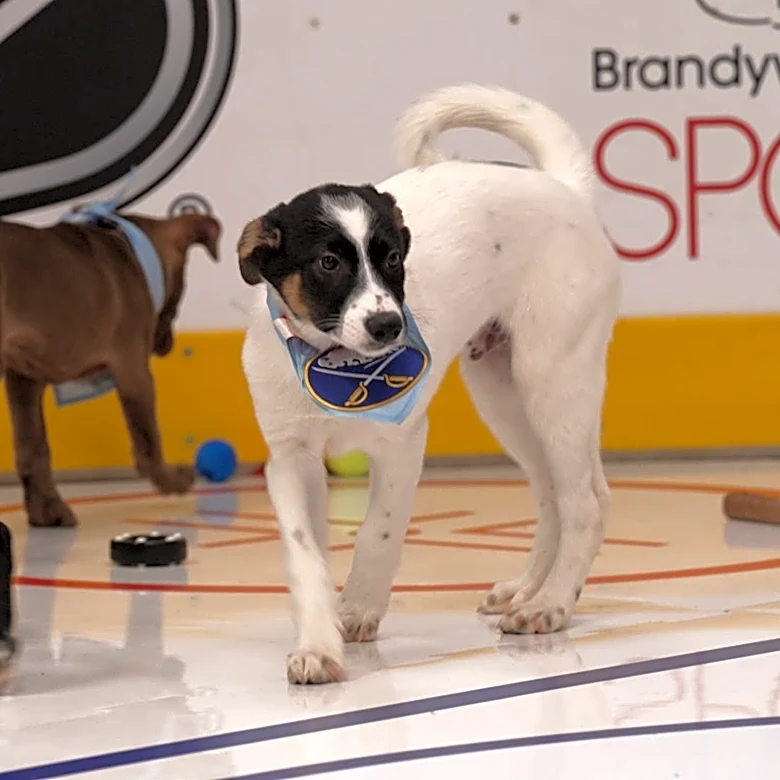 Who let the dogs out? NHL unveils players for the 2026 Stanley Pup