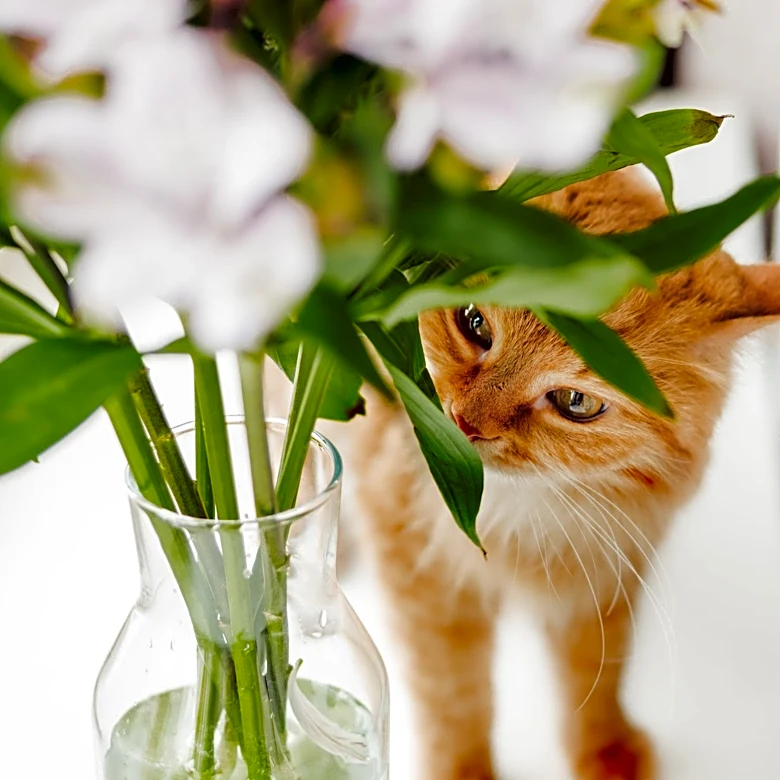 Planting a garden? Skip these plants toxic to cats