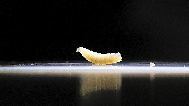 USDA investigates first possible US New World screwworm case in Texas