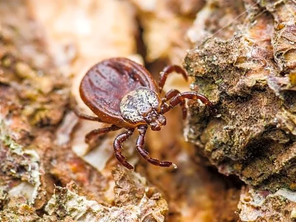 Tick bites are on the rise. How common is Lyme disease in Pittsburgh?