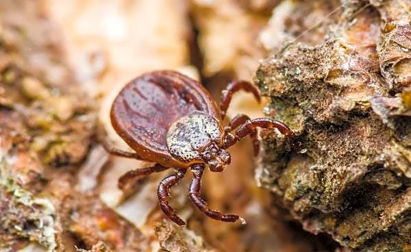 Tick bites are on the rise. How common is Lyme disease in Pittsburgh?