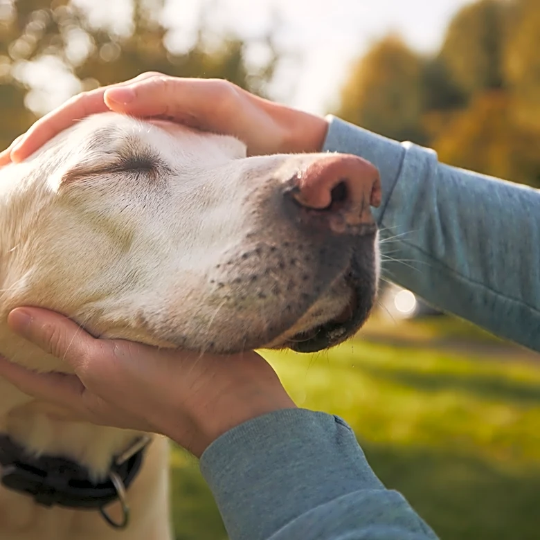 Navigating grief after saying goodbye to a pet