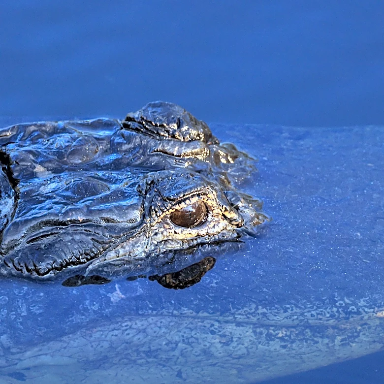 Visitor sues Florida airboat company, alleges alligator bit face