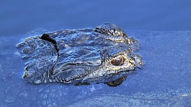 Visitor sues Florida airboat company, alleges alligator bit face