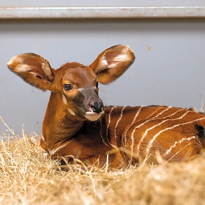 Fort Worth Zoo welcomes baby bongo, helping endangered species