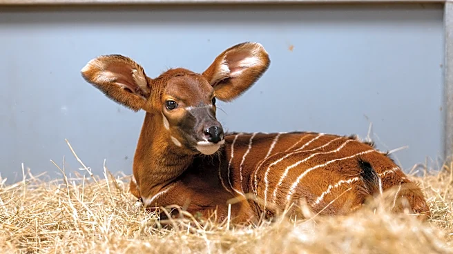 Fort Worth Zoo welcomes baby bongo, helping endangered species