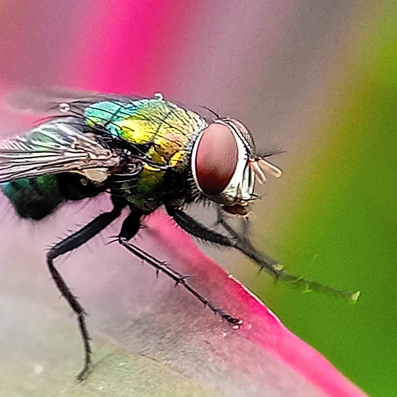 A flesh-eating screwworm is in the US. How worried should we be?