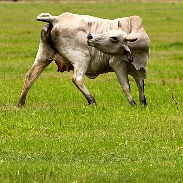 'Overreaction'? Canada bars Texas livestock over New World screwworm