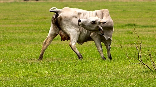 'Overreaction'? Canada bars Texas livestock over New World screwworm