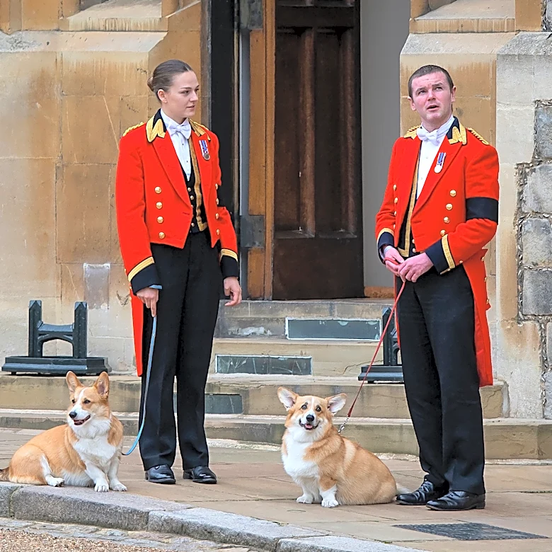 Where are Queen Elizabeth's corgis? We went looking.