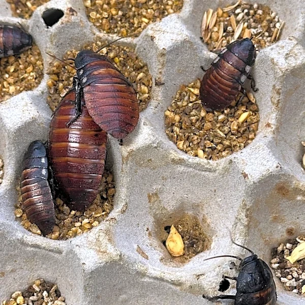 Cockroach contraband valued at more than $140,000 seized in Australia