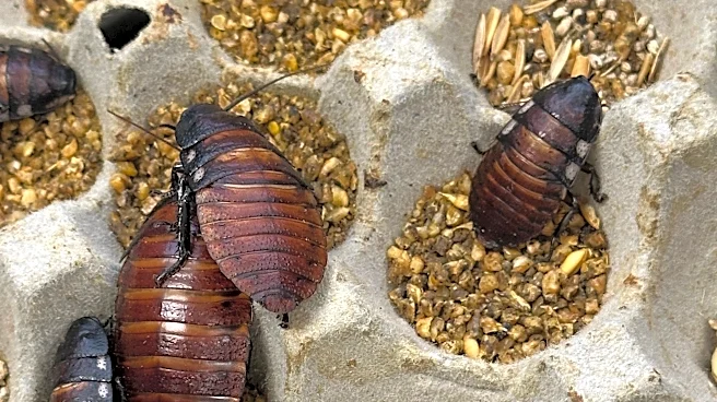 Cockroach contraband valued at more than $140,000 seized in Australia