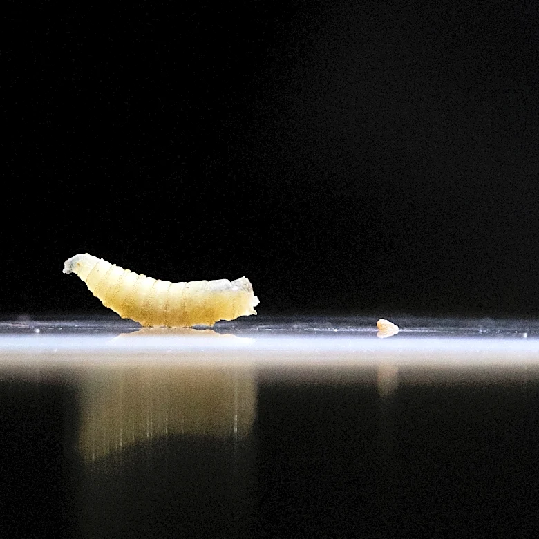 USDA confirms new screwworm cases in Texas, including West Texas dog